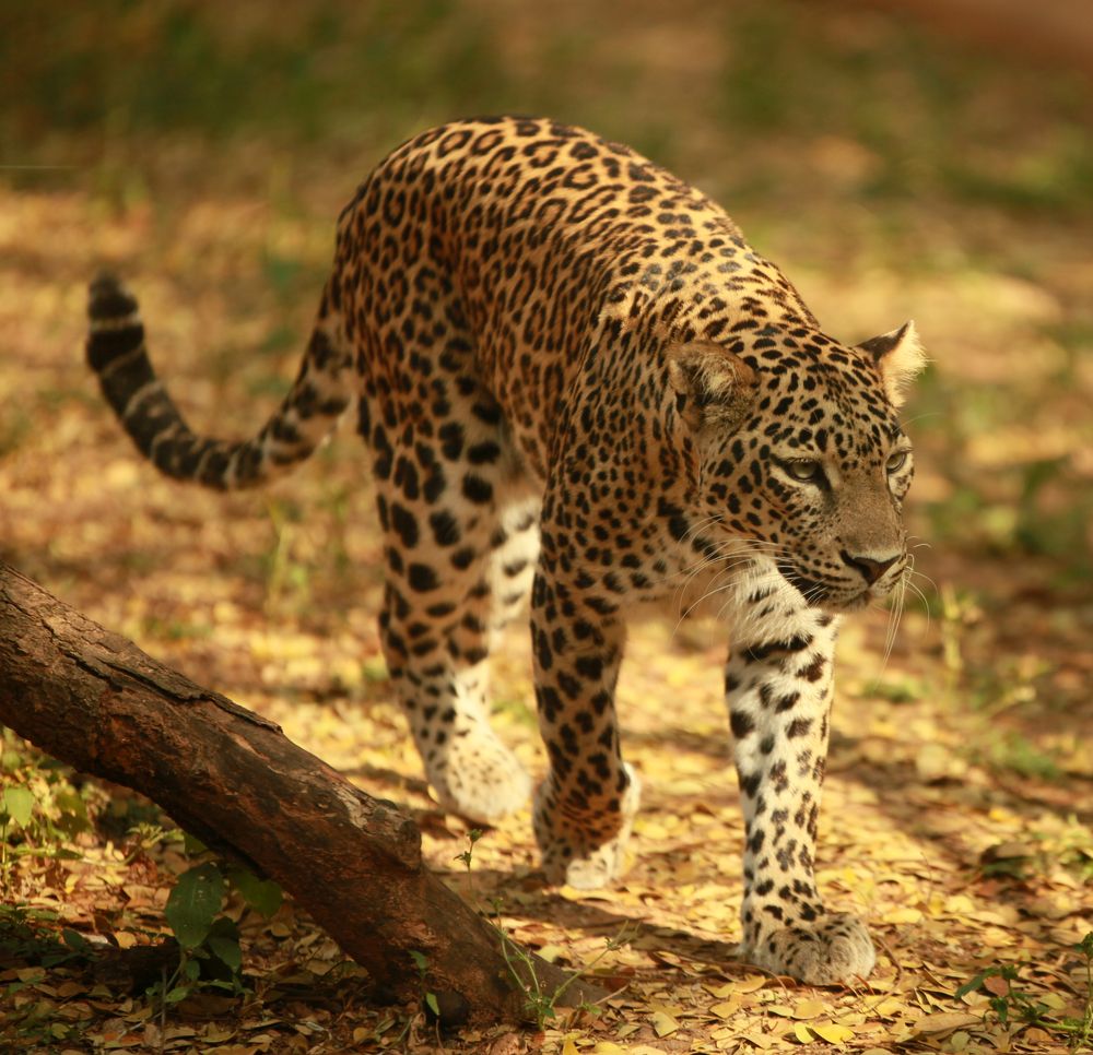 Фотография автора Mojtaba Chenari