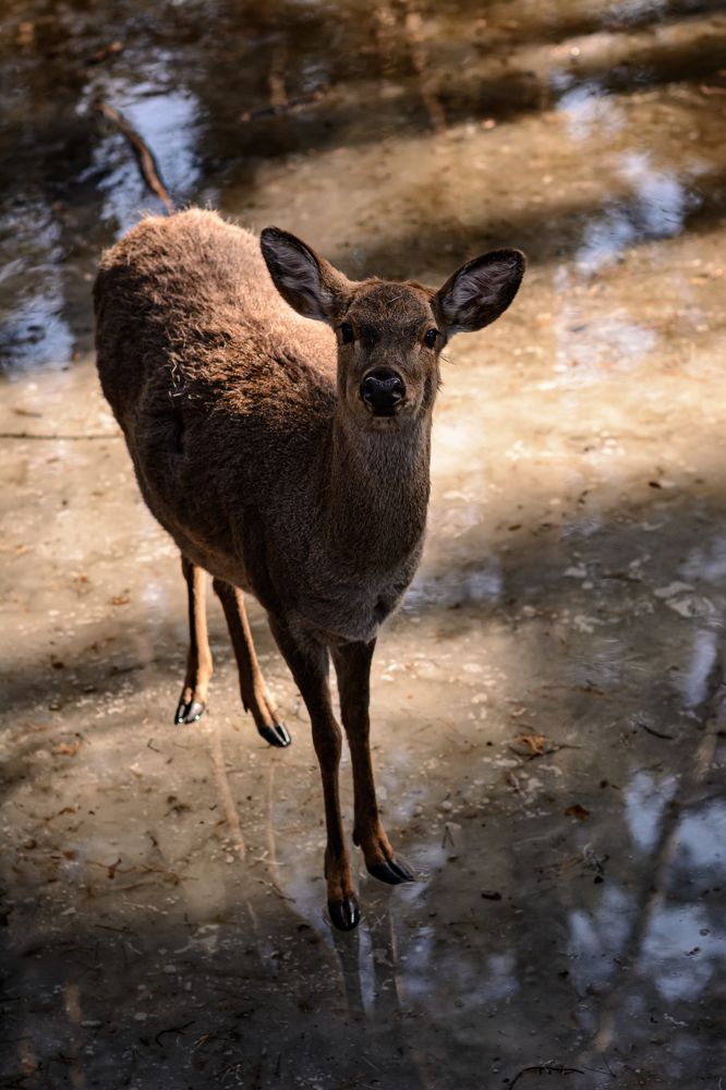 Photograph by Елена Берсенёва