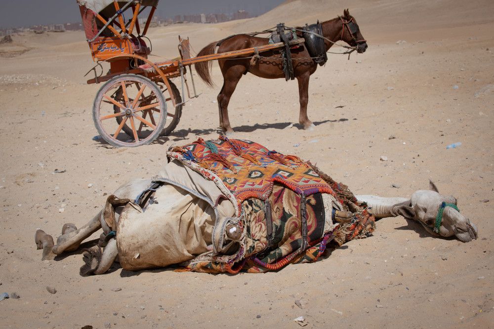 Photograph by Наталья Поспелова