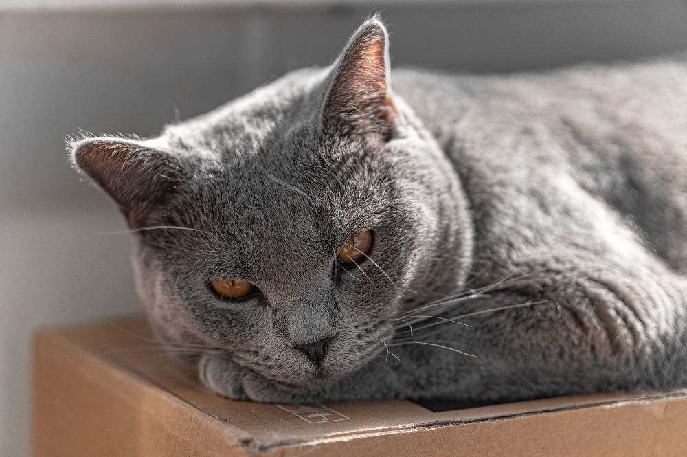 Фотография автора Максим Грибанов