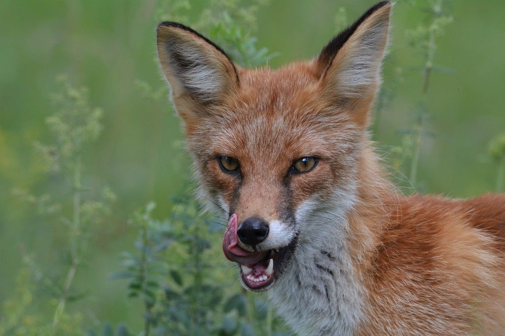 Photograph by Анатолий Каминский