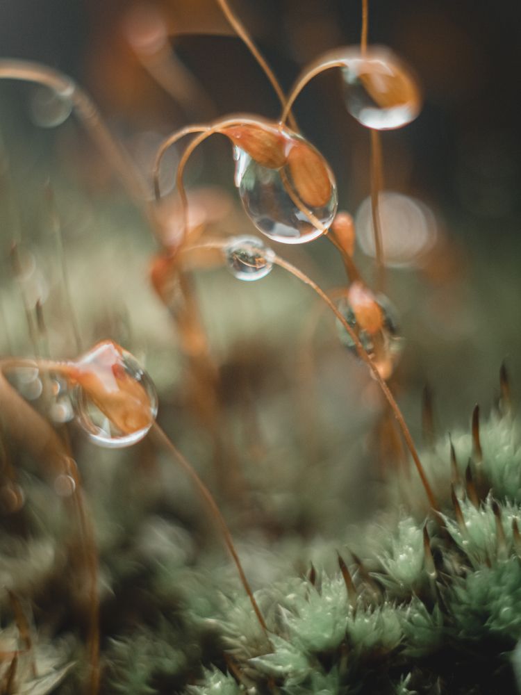 Photograph by Протченко Ирина