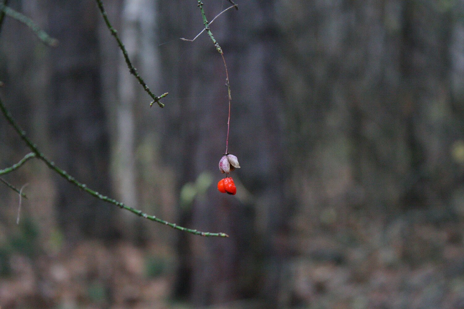 Photo #9830107