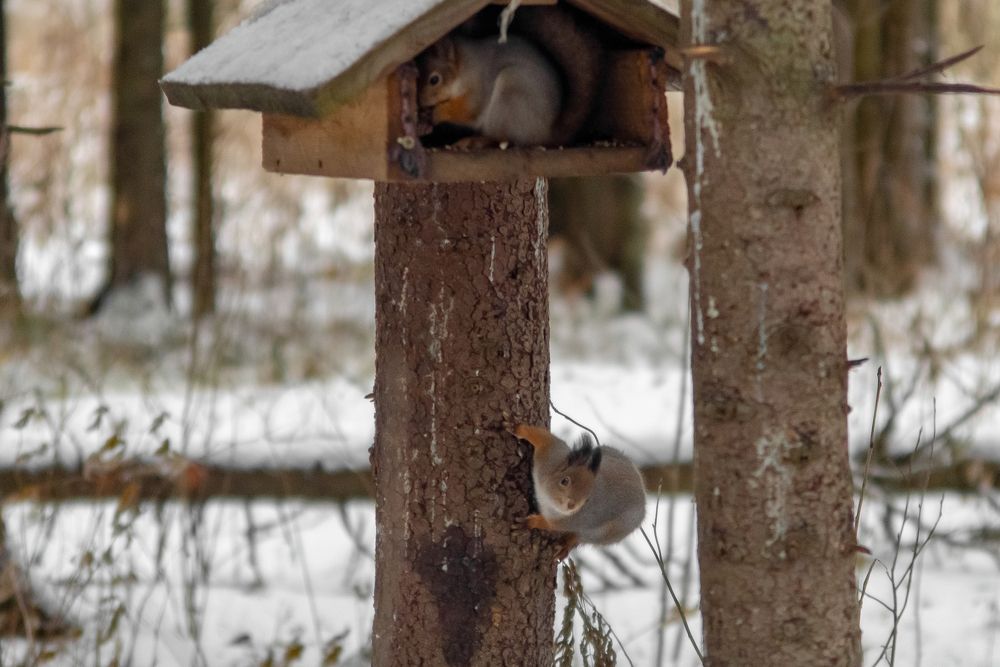 Photograph by Николай Грекалов