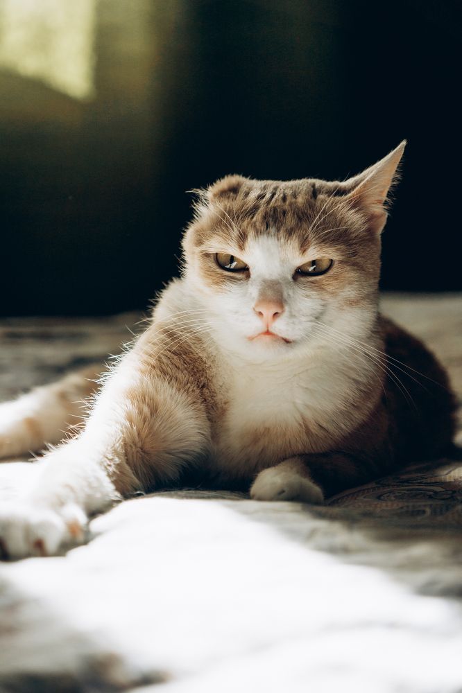 Мистер Злюк