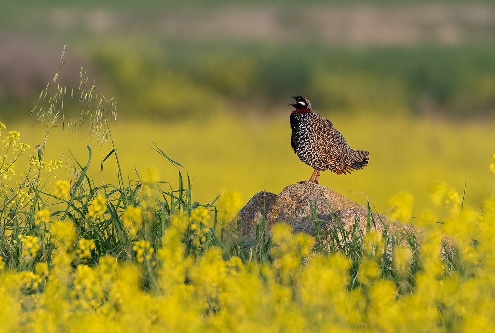 Photograph by Vahid Yavari