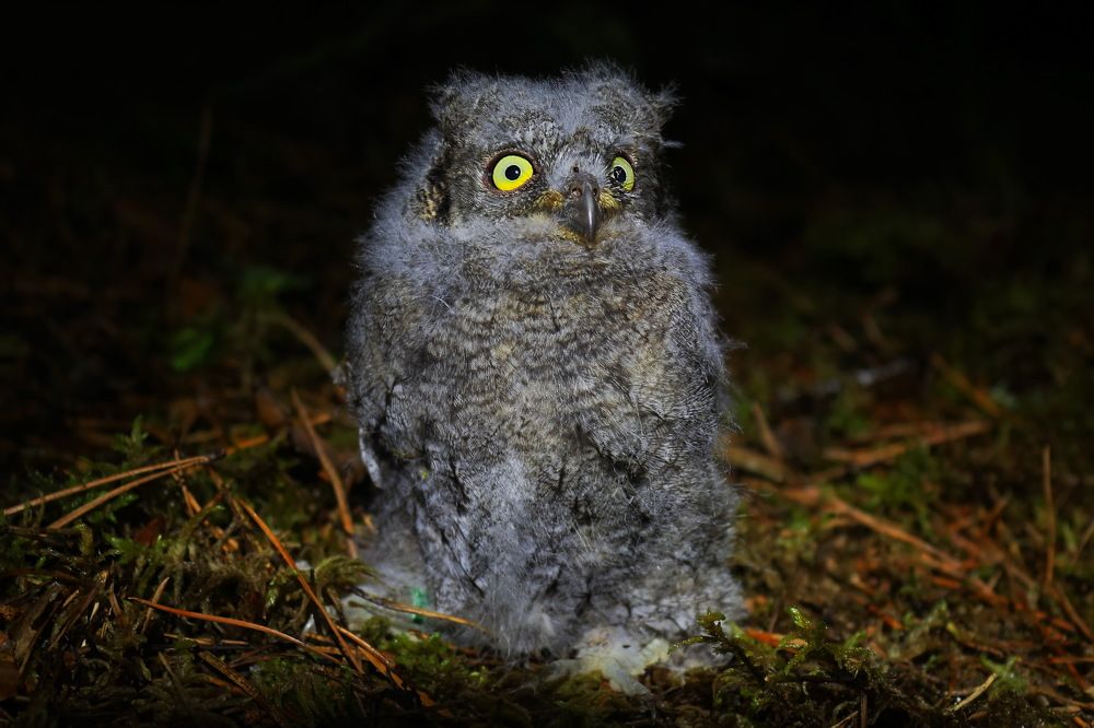 Сплюшастик