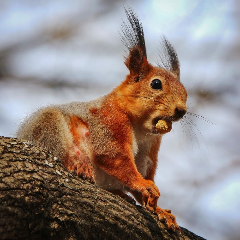 Где орех? Какой орех?