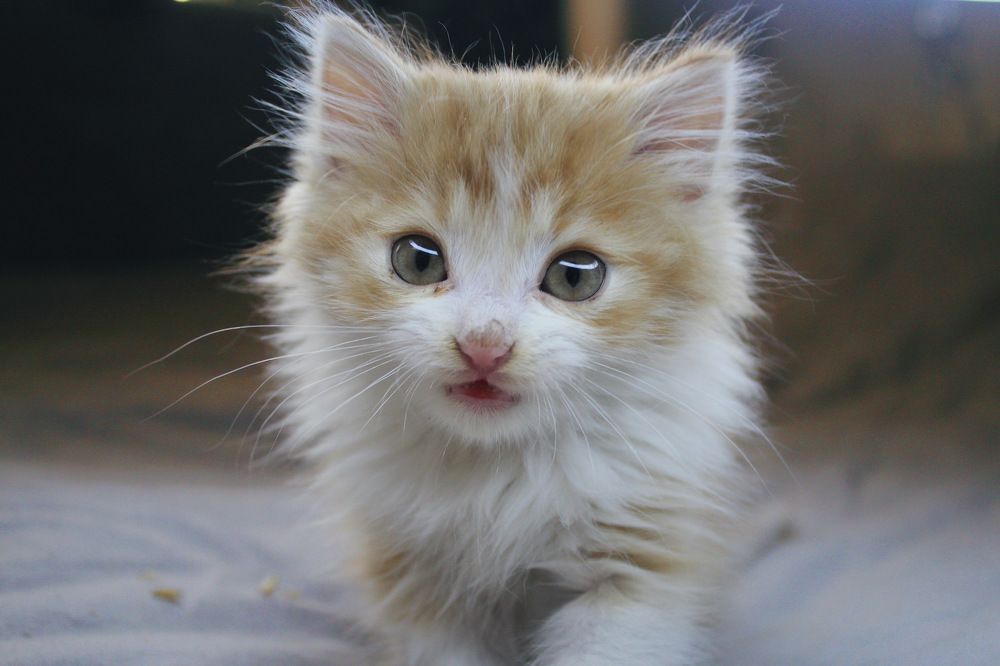 Photograph by Alina Kochneva