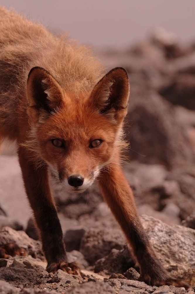 Фотография автора Ketov Vladimir