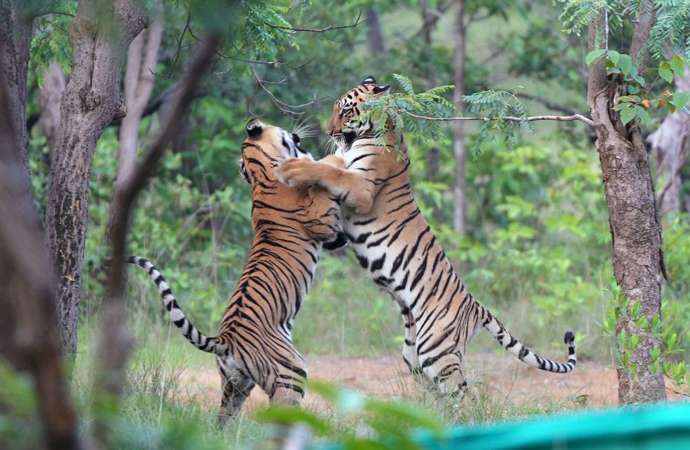 Photograph by Nirmalya Chakraborty