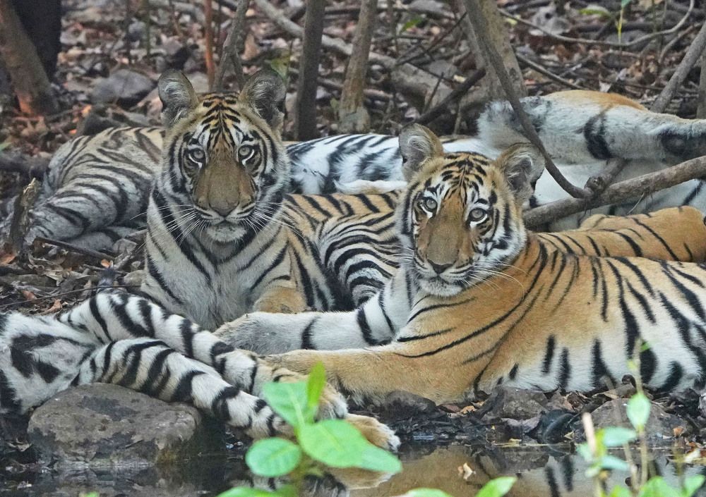 Photograph by Nirmalya Chakraborty