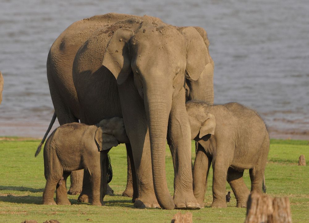 Photograph by Nirmalya Chakraborty