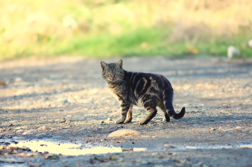 Фотография автора Михаил Лупина