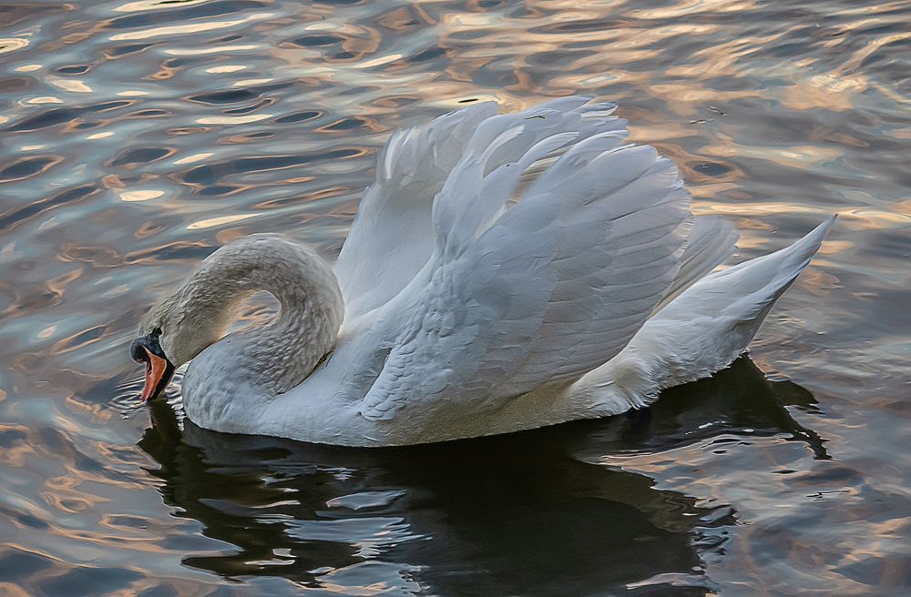 Photograph by Алексей Афонин