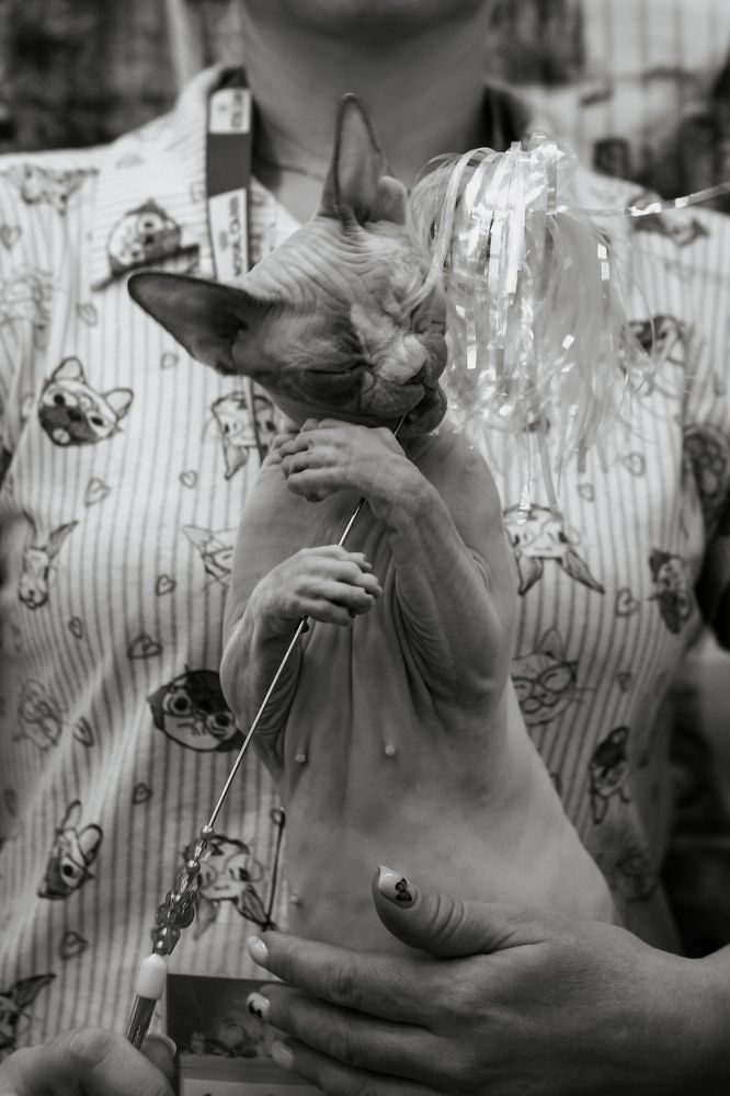 G.E.CH SphynxAntiquus X-tra Girl