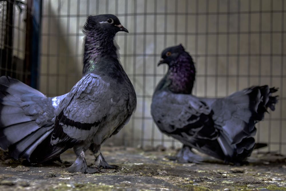 Photograph by Pujo Cahyono