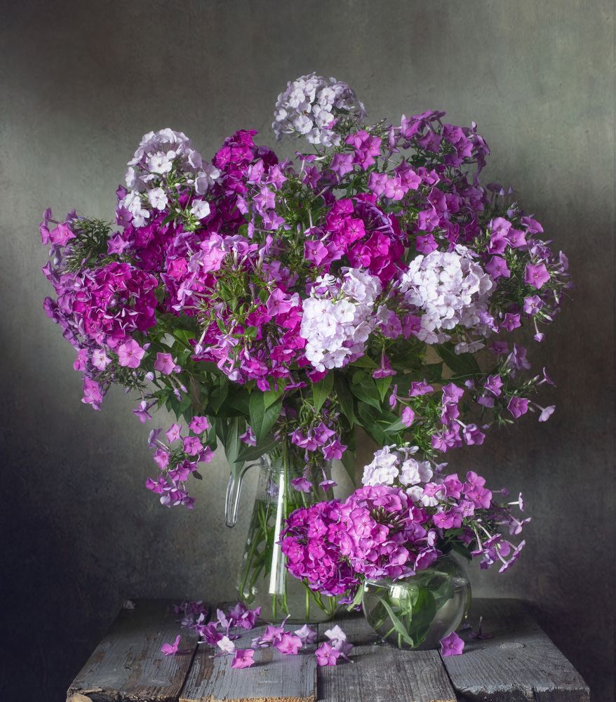 Still life with summer phlox