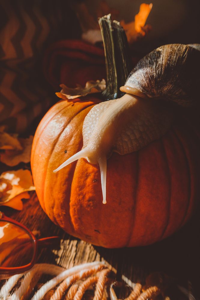 Фотография автора Александра Островская