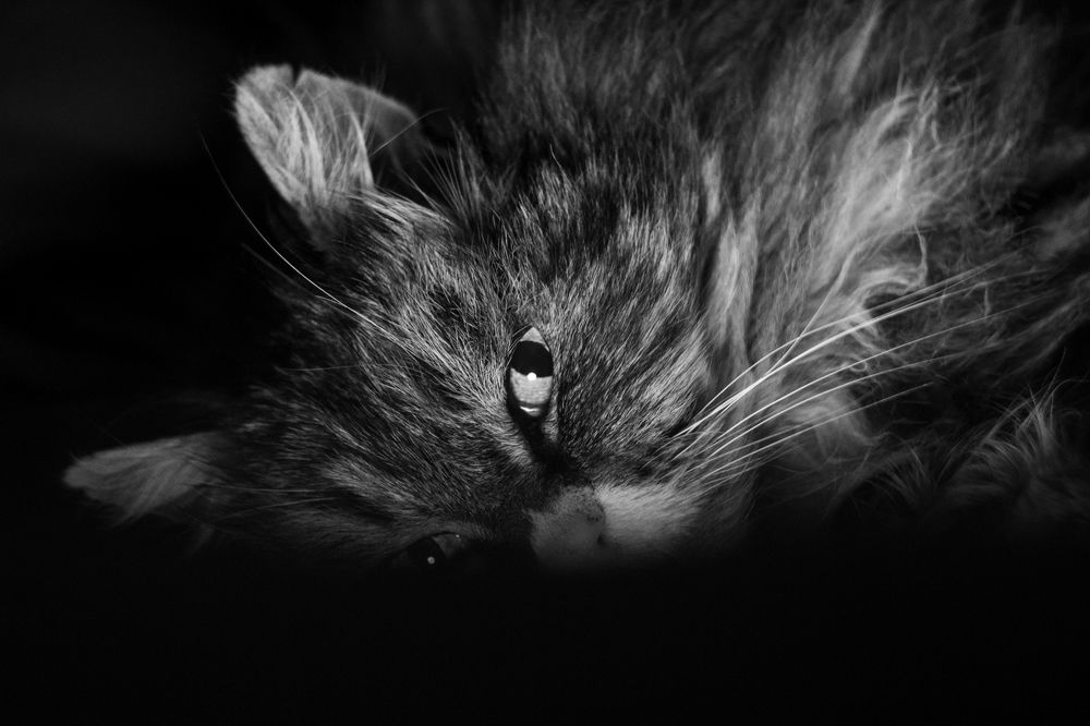 Photograph by 