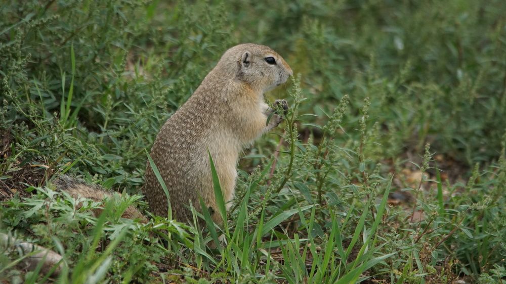 Фотография автора Elena Gasay