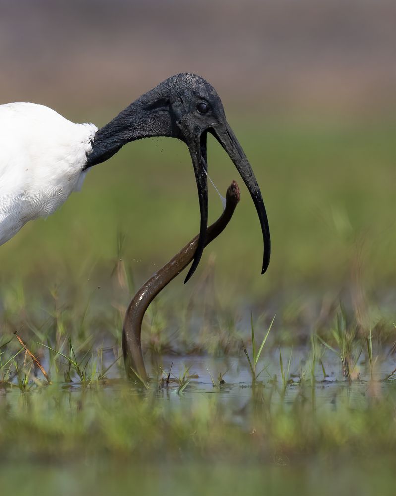 Good Food Good Life.