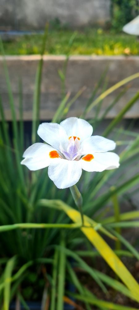 Flor de Dietes