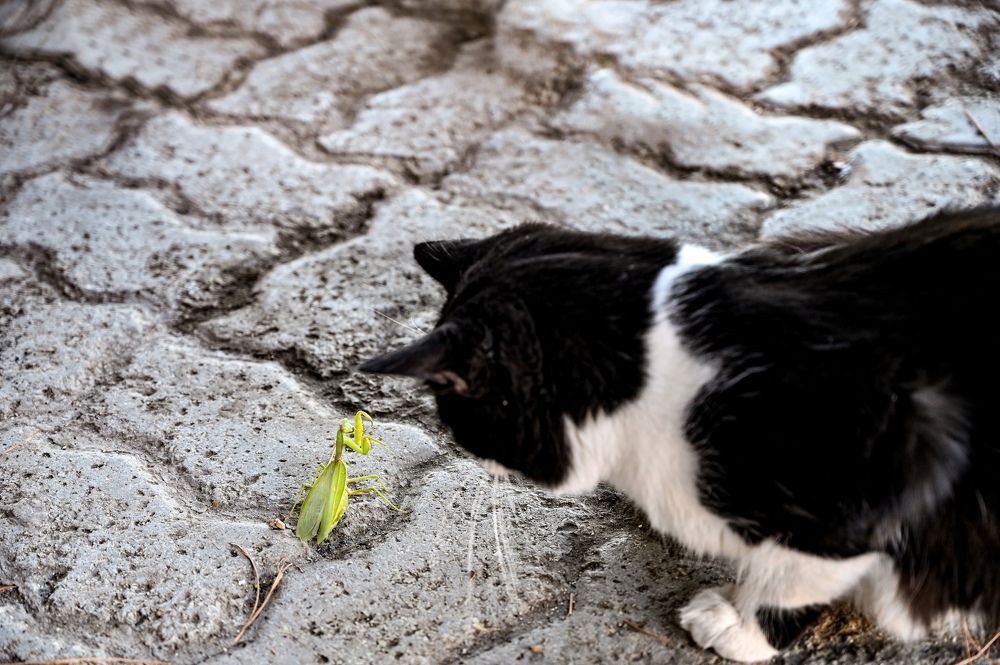 Фотография автора Ковяк Сергей Васильевич