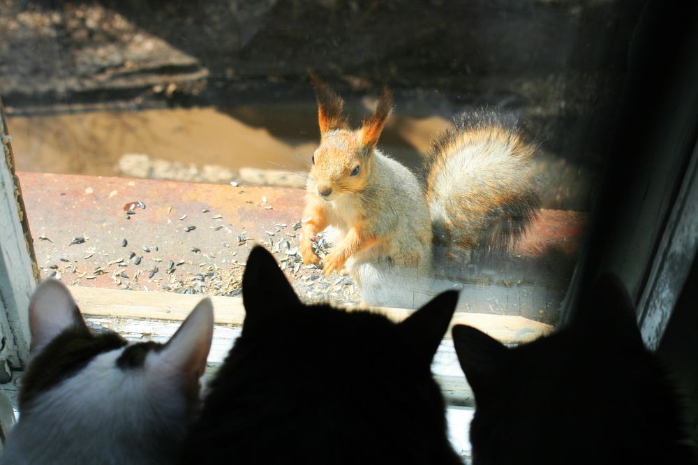 Фотография автора Татьяна Шебаршенко