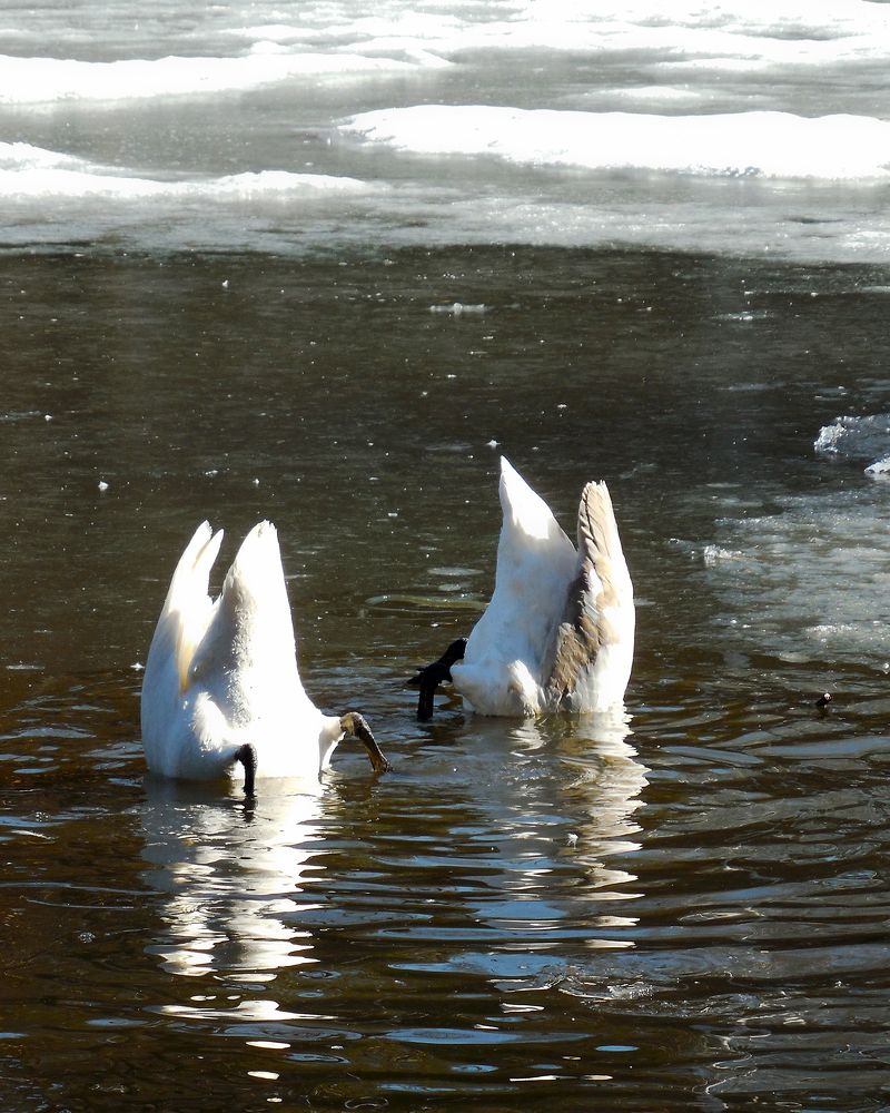 Синхронное плавание...