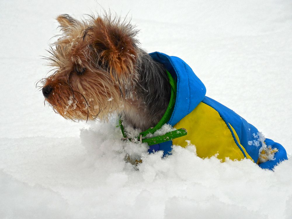 По пушистому снегу...