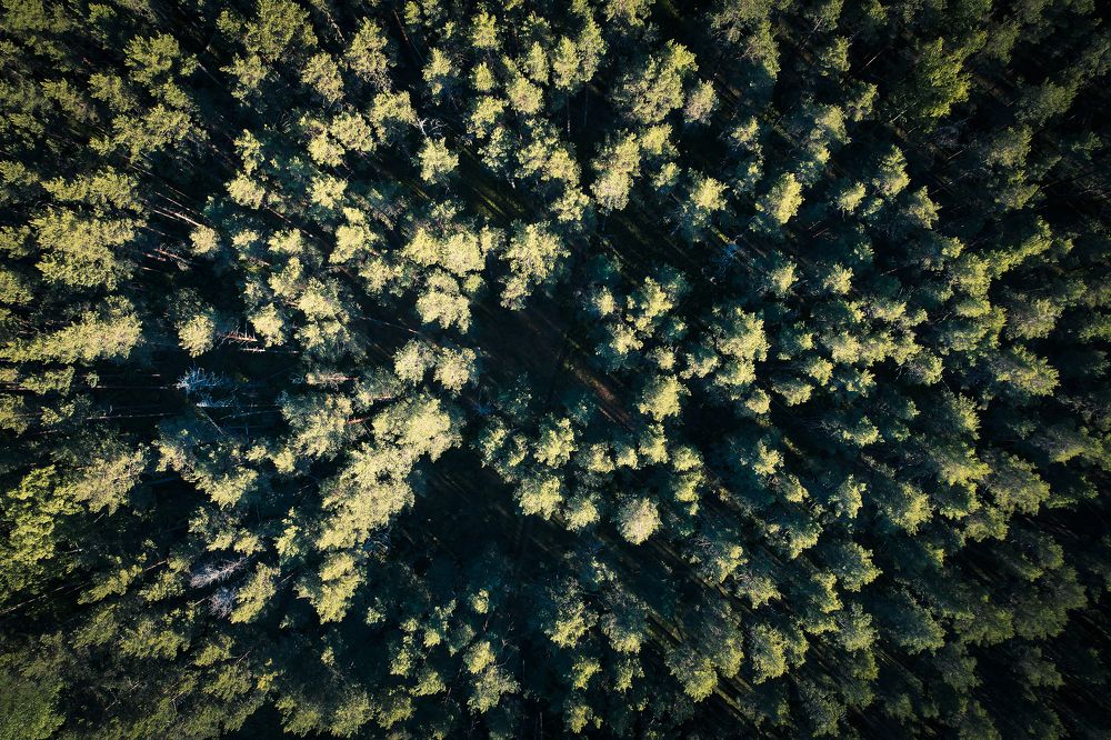 Photograph by Дмитрий Синицын