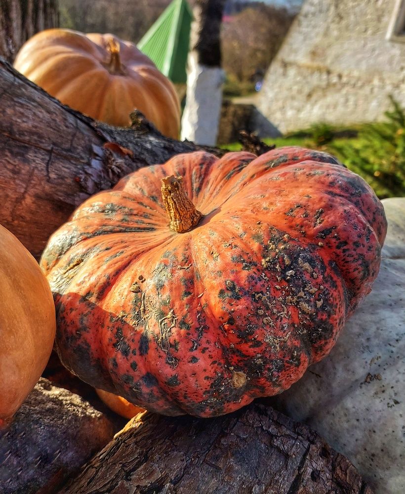 Photograph by Юлия Коробкова