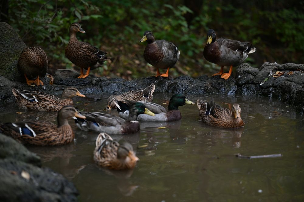 Photograph by Инна Хазанджи