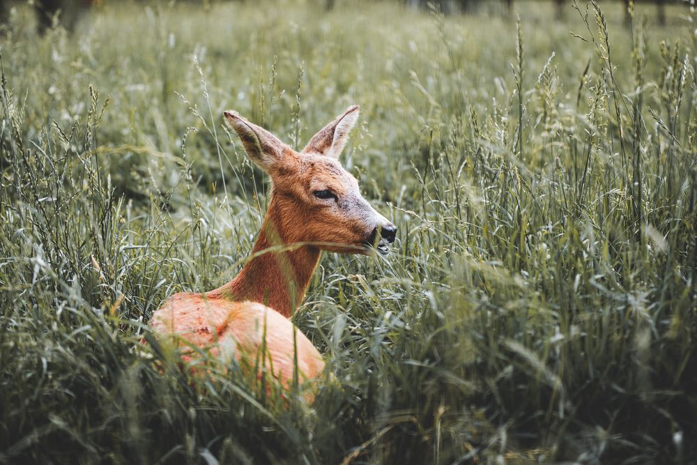 Photograph by Олеся Легостаева