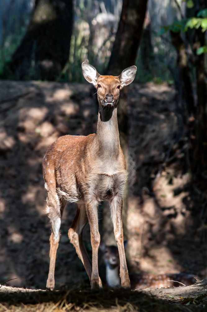 Встреча в лесу