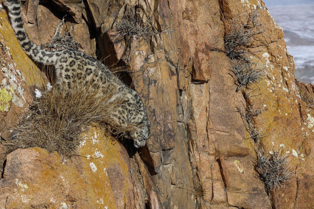 SnowLeopard