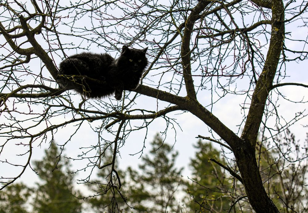 Фотография автора Ольга Лихтарь
