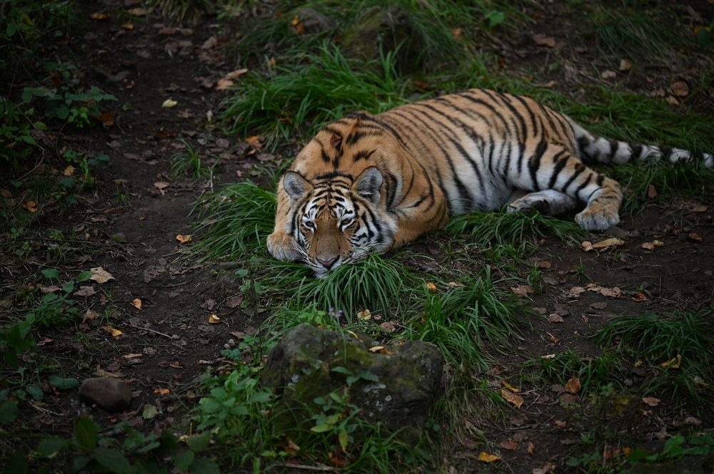 Photograph by Инна Хазанджи