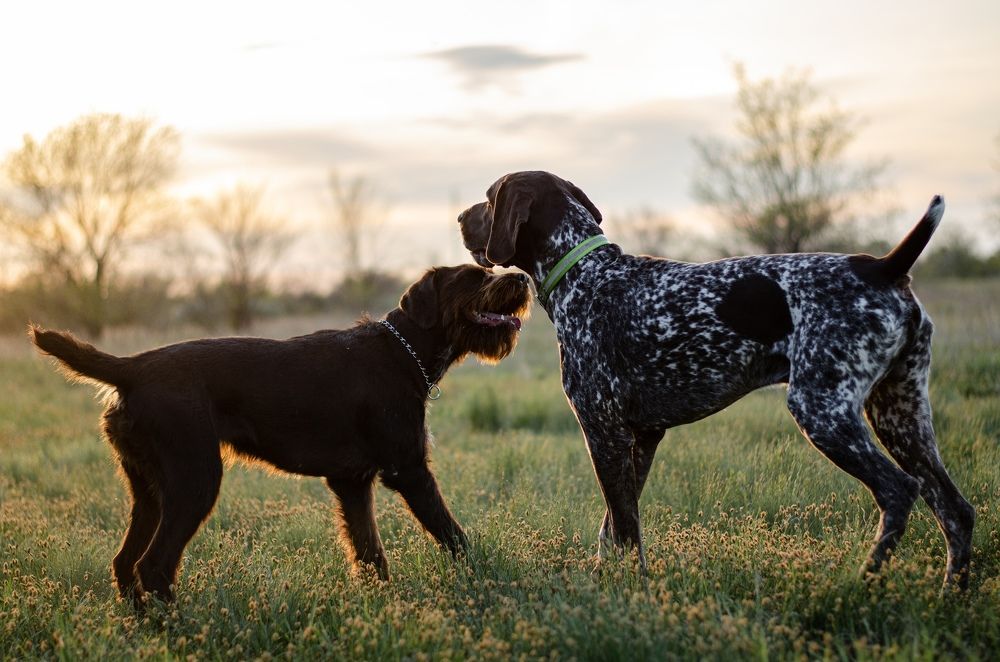 Фотография автора Елена Ефименко