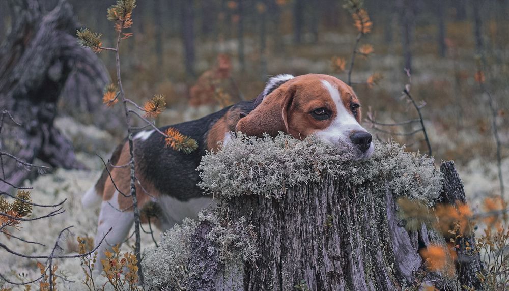 Photograph by Ирина Ахбаш