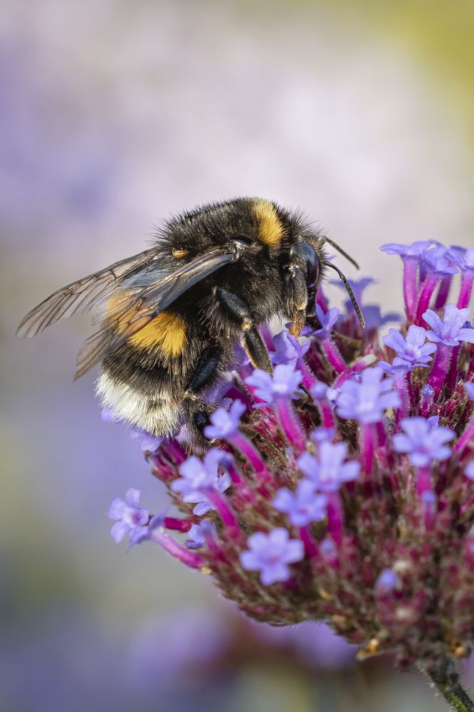 Photograph by Stamen Sotirov