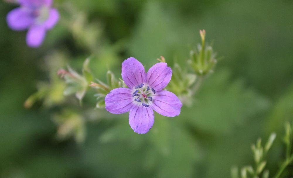 Цветочная симфония.