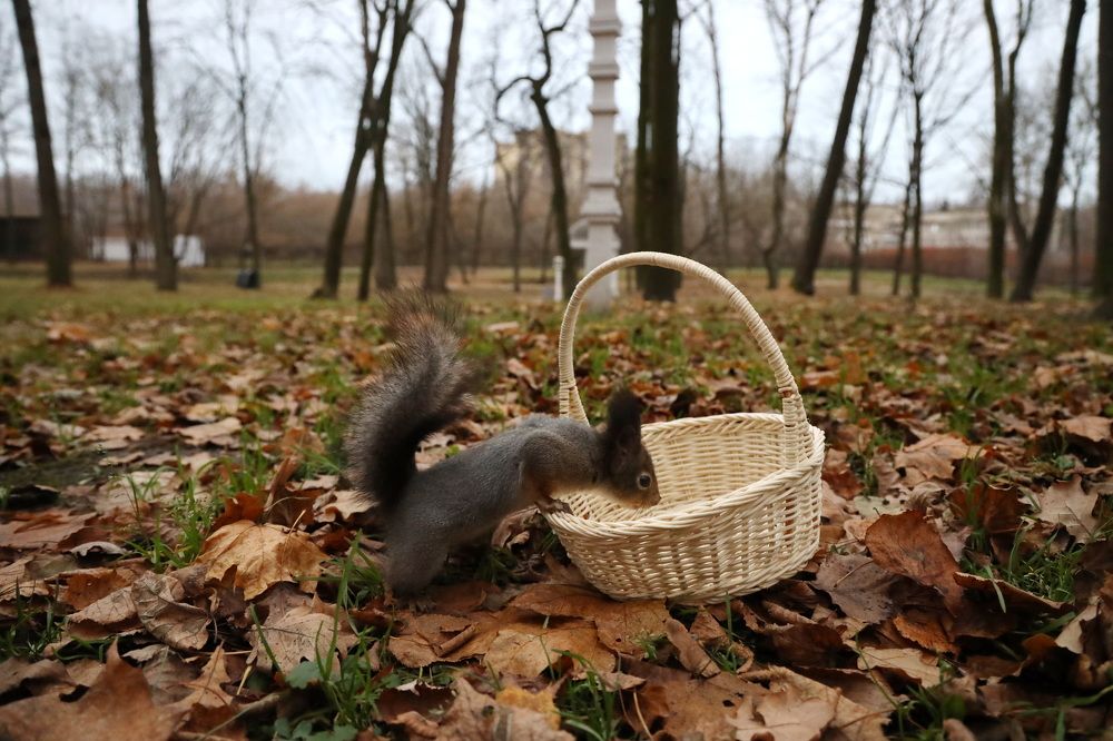 Фотография автора Колосова Елена