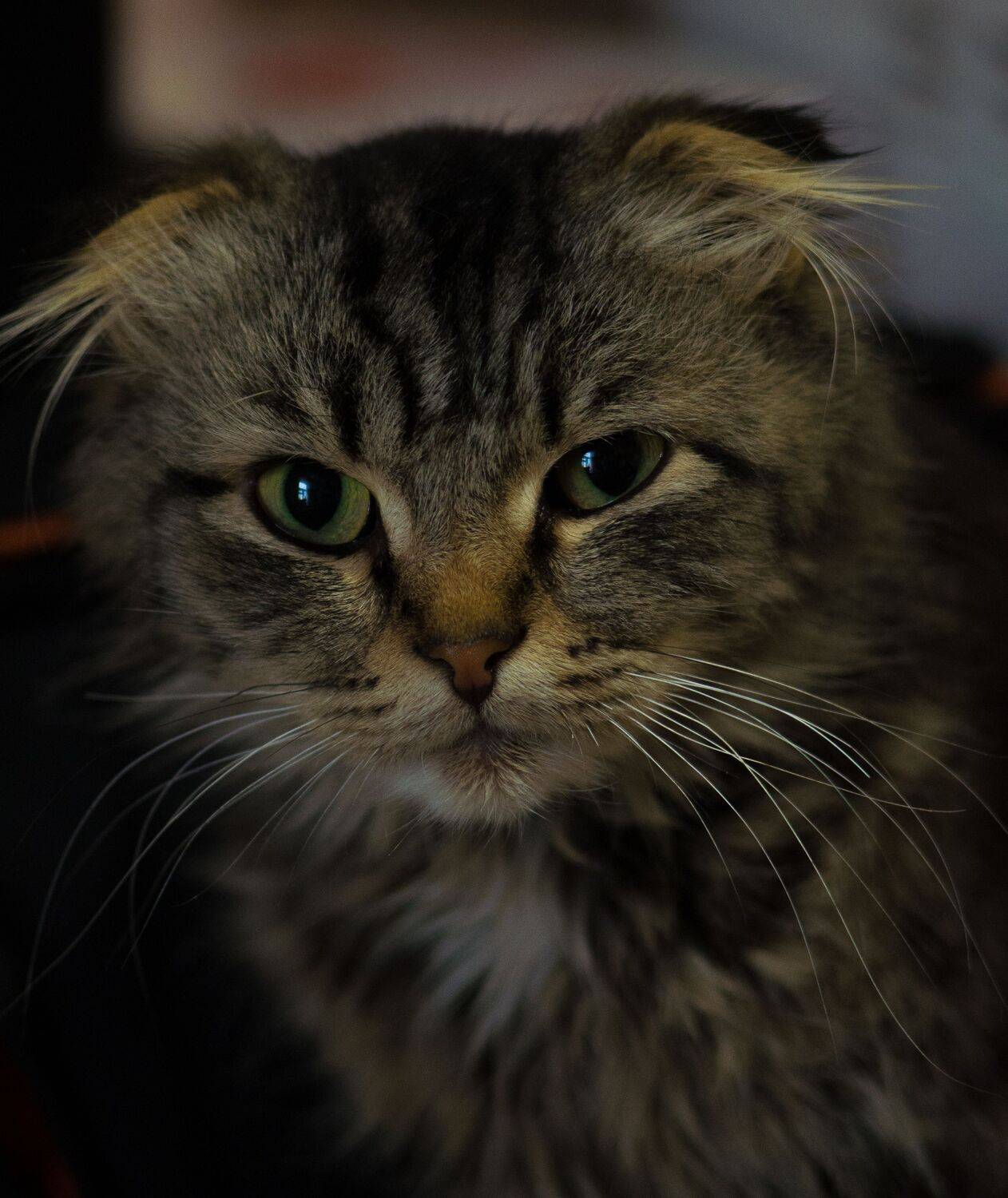 Photo #9831546