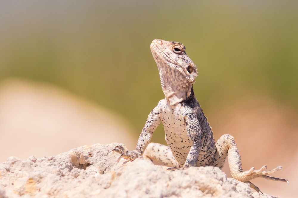 Photograph by Elena Levi