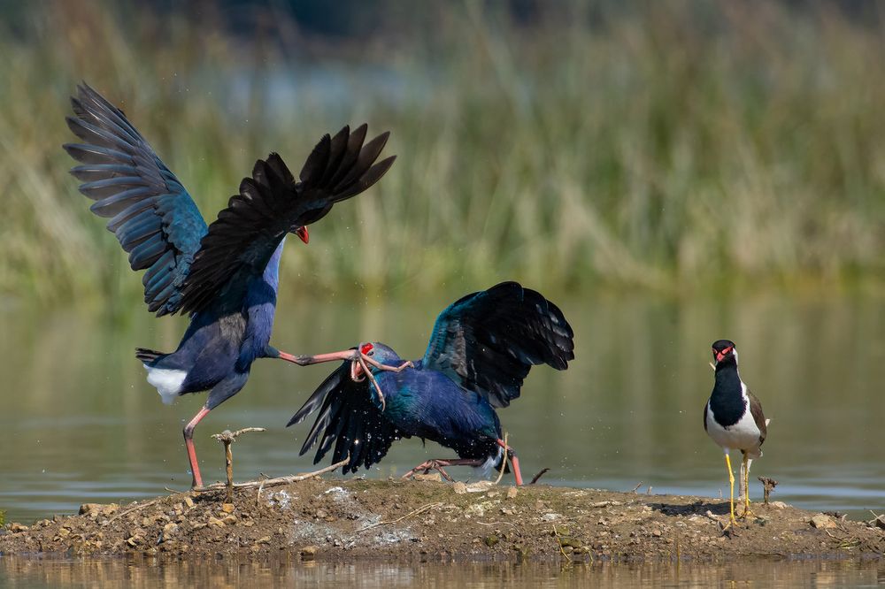 Photograph by RITESH KHABIA