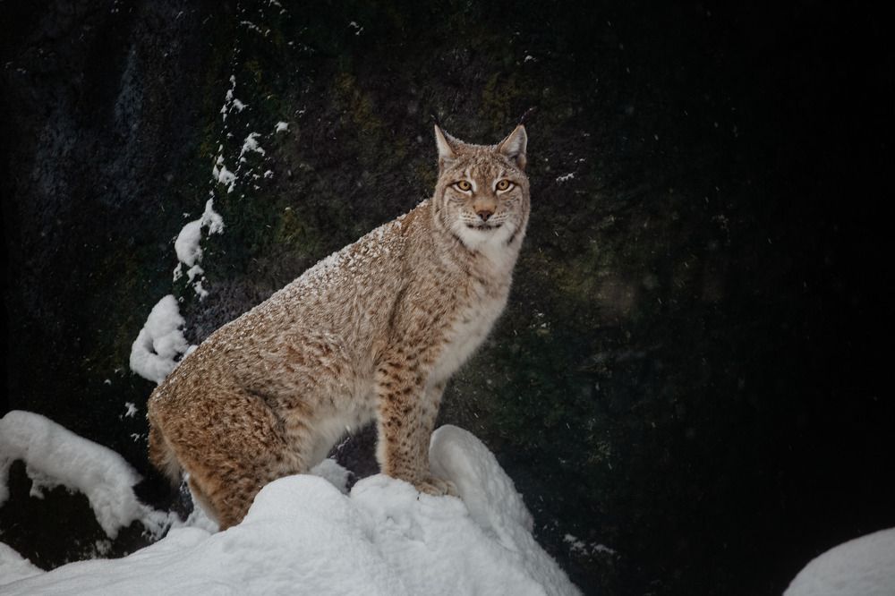 Photograph by Марианна Заднипряная www.zadnipryanaya.ru