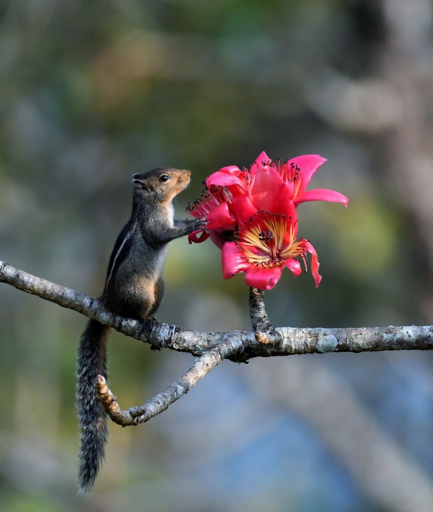 Photograph by Ansary