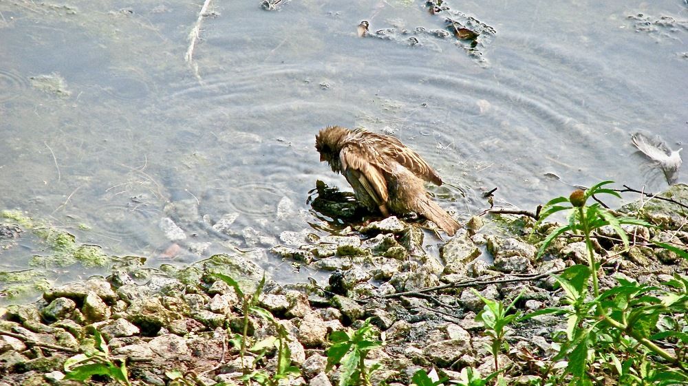 Photograph by Юлия Мартова